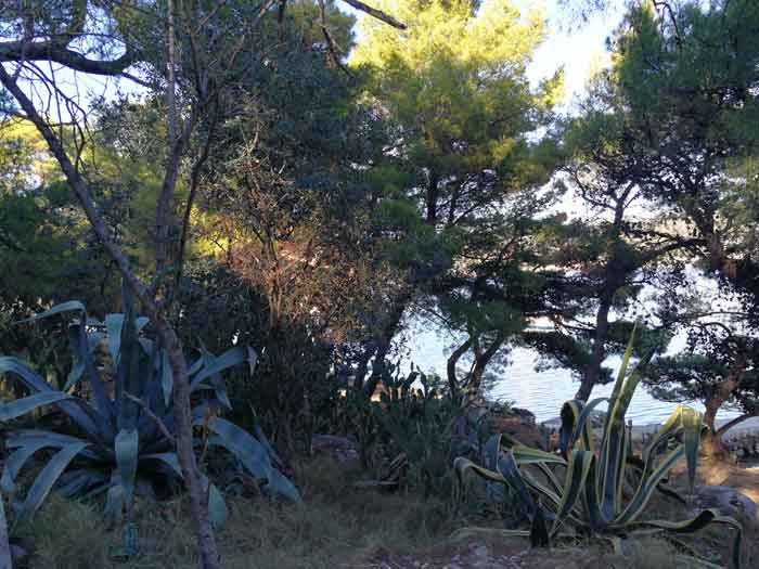 Pines and agaves on the coast