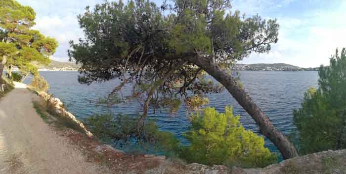 Pine tree above the coastal path overlooking the bay